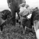 Illustration for article titled These Dogs are Honorary Geologists for Their Early Exploration of Alaska